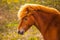 Icelandic Horse