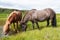 Icelandic horse