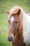 Icelandic horse