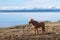 Icelandic Horse