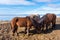 Icelandic Horse