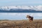 Icelandic Horse