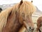 Icelandic horse, beautiful brown