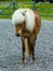 Icelandic horse with blonde mane