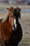 Icelandic horse close portrait