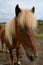 Icelandic Horse Close Up