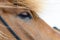 Icelandic horse close up