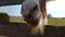 Icelandic horse close up head 1080p