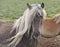 Icelandic horse with dark hide and blonde mane