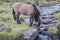 Icelandic horse drinking water from a stream in Iceland