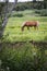 Icelandic horse eating grass