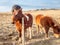 Icelandic horse in farm in Iceland