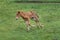 Icelandic horse foal strutting around in a green field