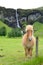 Icelandic horse in front of waterfall