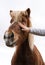 An Icelandic horse getting petted on a white background