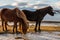 Icelandic Horse at golden sunset