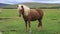 Icelandic horse grazing in the field