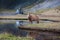 Icelandic horse grazing wild Iceland