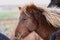 Icelandic horse head profile view, long shot