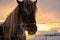 Icelandic horse looks to a camera as a model. Go explore authentic Iceland in wintertime. Iceland, Europe