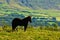 Icelandic horse on a meadow over the Akureyri fjord at sunny summer day