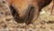 Icelandic horse nose closeup