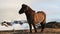 Icelandic Horse in paddock