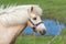 Icelandic horse Palomino Mare