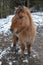 Icelandic horse portrait, horses farm, Kolmarden, Ostergotland,Sweden