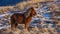 Icelandic horse portrait in snowy landscape, Iceland