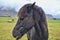 Icelandic horse on a rainy day