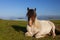 Icelandic Horse Resting in a Field in Northern Iceland