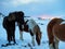Icelandic horse resting on the snow