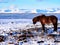 Icelandic horse resting on the snow