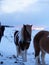 Icelandic horse resting on the snow