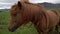 Icelandic horse in scenic nature of Iceland.