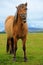Icelandic horse with a sense of humor