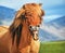 Icelandic horse smiling