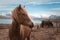 Icelandic horse with snowy mountains in Eyjafjordur