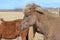 Icelandic Horse with a Spikey Forelock