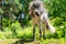 Icelandic horse stallion shaking his head so the mane flutters in the air