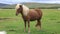 Icelandic horse standing in the field