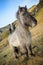 Icelandic horse standing near waterfall