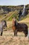 Icelandic horse standing near waterfall