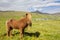 Icelandic Horse On A Summer Meadow, Mountain And Saksun Village