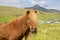 Icelandic Horse On A Summer Meadow, Mountain And Saksun Village