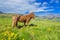 Icelandic Horse On A Summer Meadow, Mountain And Saksun Village On Background