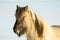 Icelandic horse on a sunny day with a clear blue sky