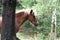 Icelandic horse under tree in pasture