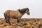 Icelandic horse in wet snowy weather in grassland of the same brown color